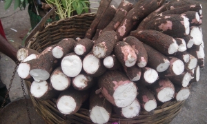 Uganda Cassava Agro-Industrialization